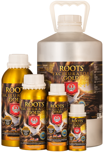 Roots Excelurator Gold